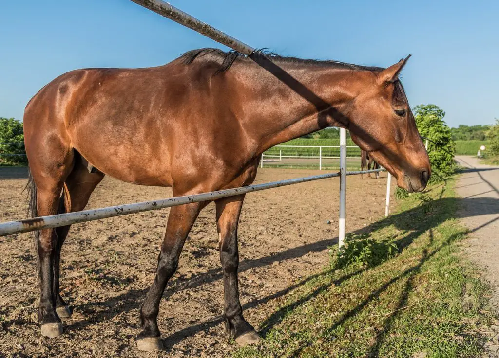 Stereotypes About Chestnut Mares True?