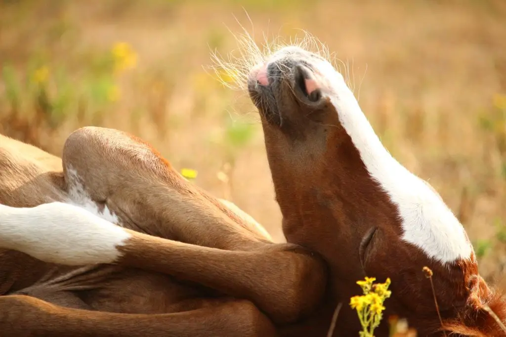 Hemp Oil for Horses