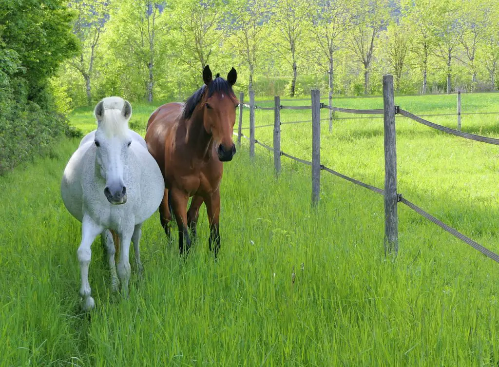 Horse Pregnancy