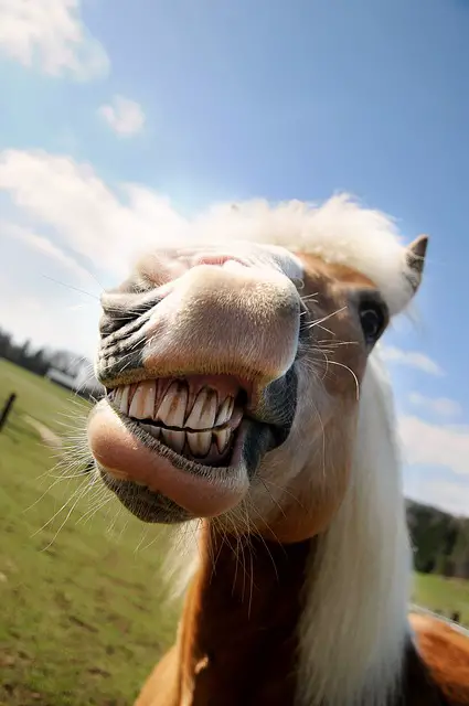 How Many Teeth Does A Horse Have