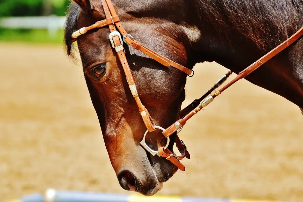 Aloe Vera for Equine Gastric Ulcers