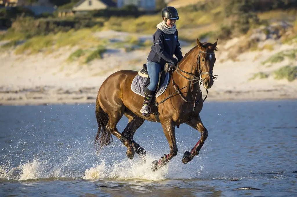 Do Horses Actually Like To Be Ridden?