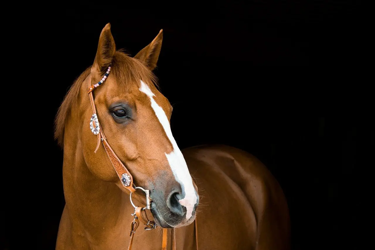 8 Rules For Horse Buyers