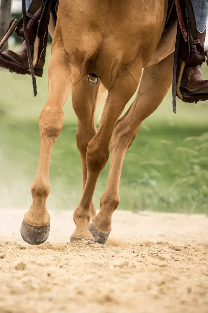 Carpal Hygroma in Horses