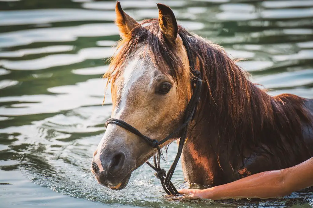 Swimming Horse