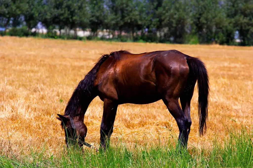 Summer Sores in Horses