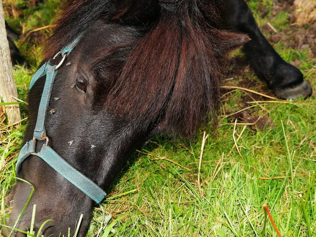 Seizures Horses