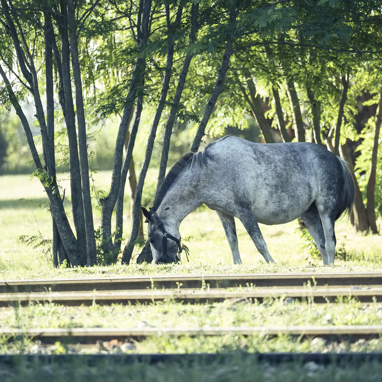 Clenbuterol Use in Horses