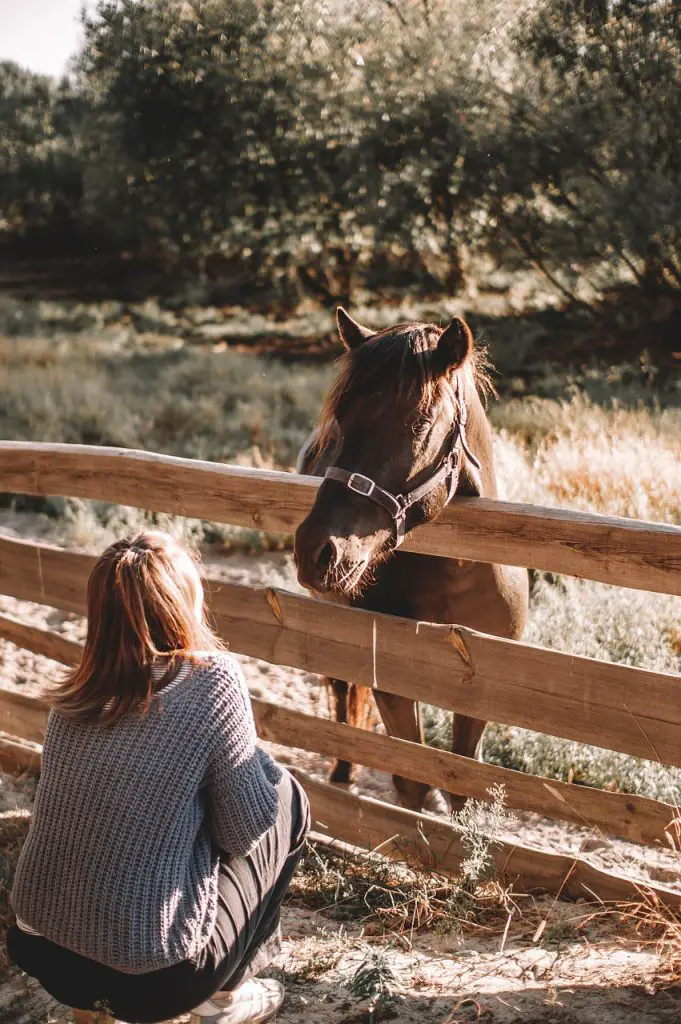 Do Horses Miss Their Owners and Like Humans?