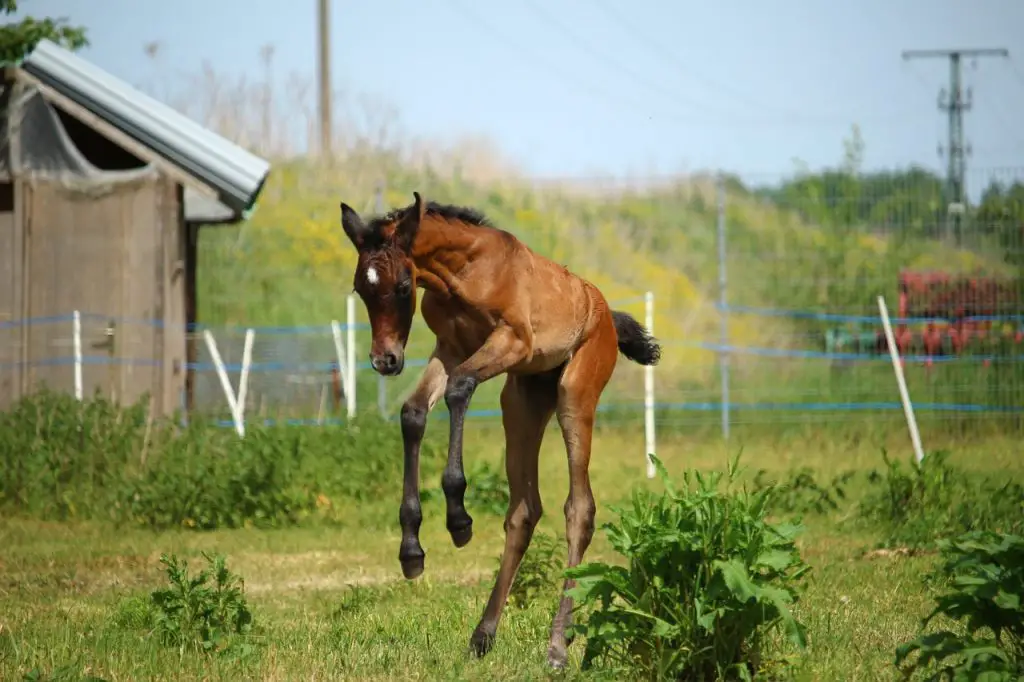 Health of Foals