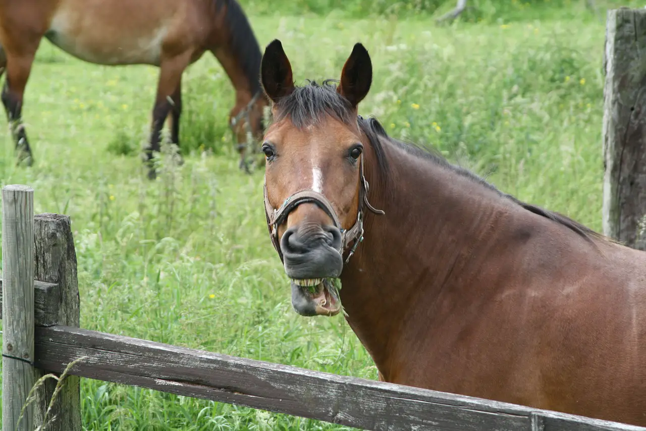 13 signs your horse is happy