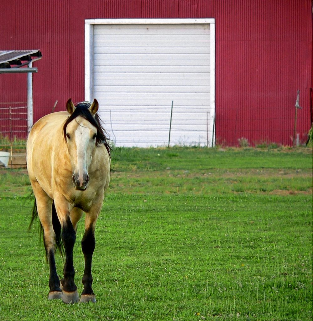 Rice Bran to Horses