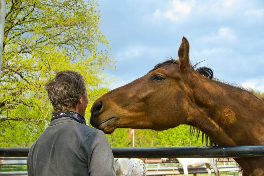 Give Pills to Horses