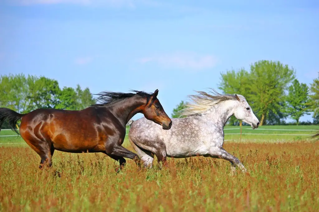 Horse meat scandal