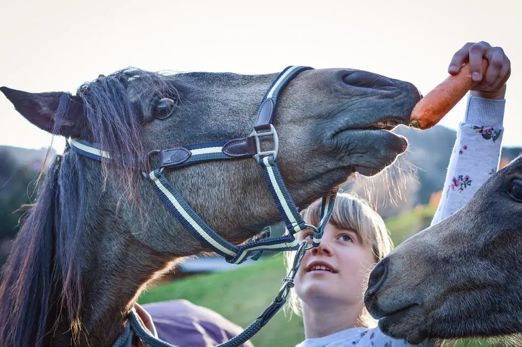 How should I feed a horse?