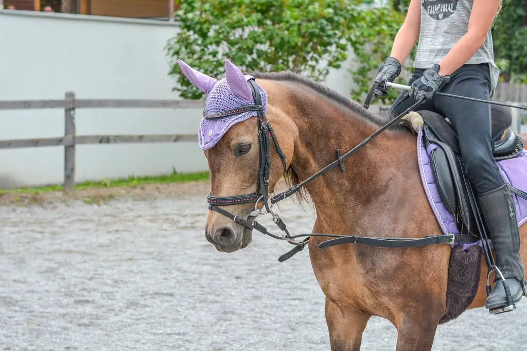 7 Ways to Help Your Horse  Learn