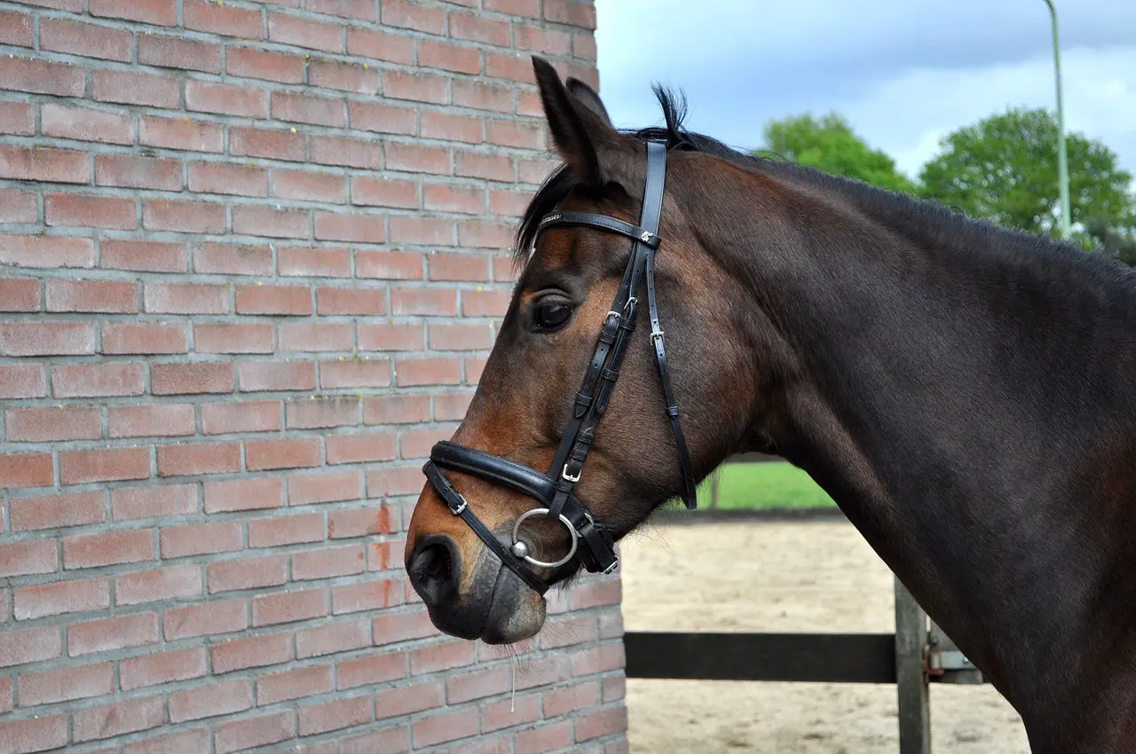 Less Bridles For Your Horse
