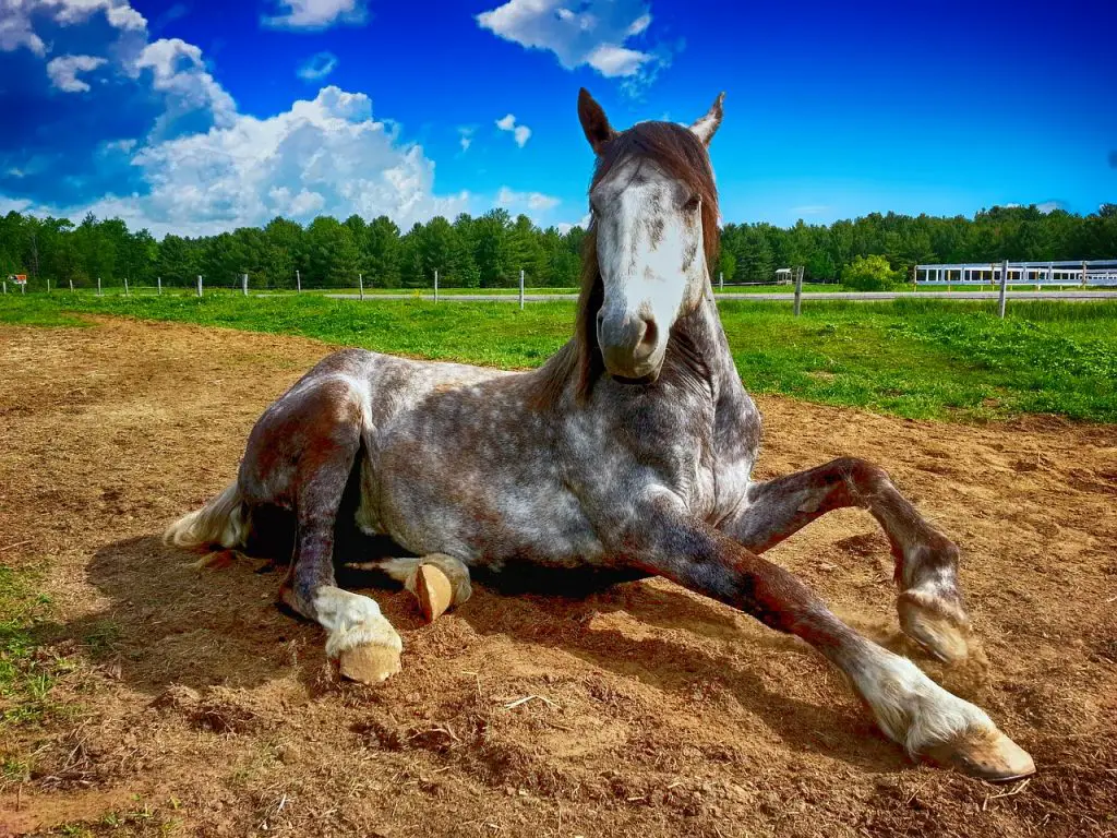 Helping the Cast Horse