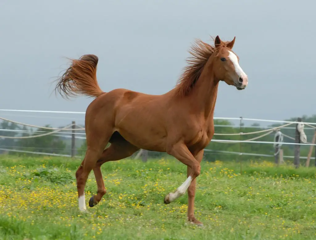 Managing Mares In Heat