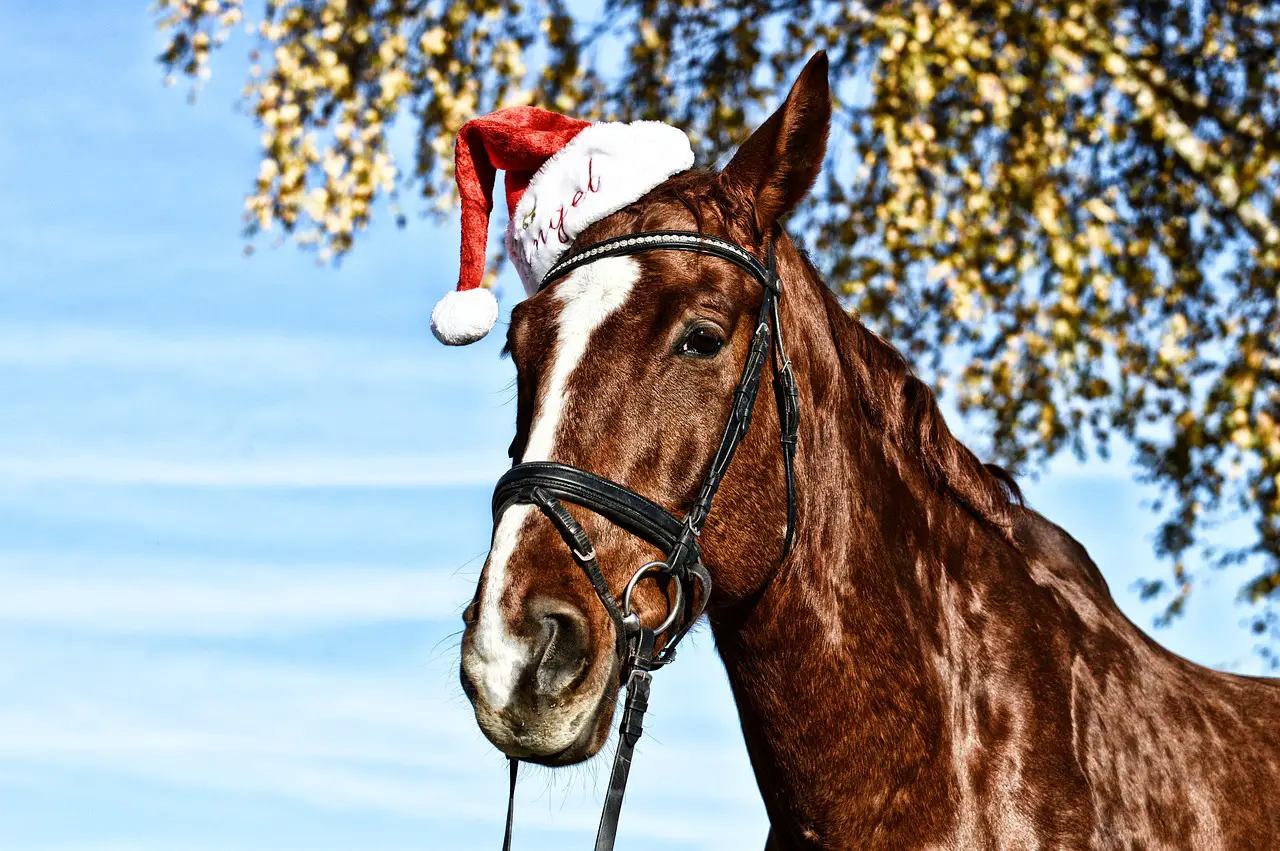 Six Things Your Horse Really Wants for Christmas