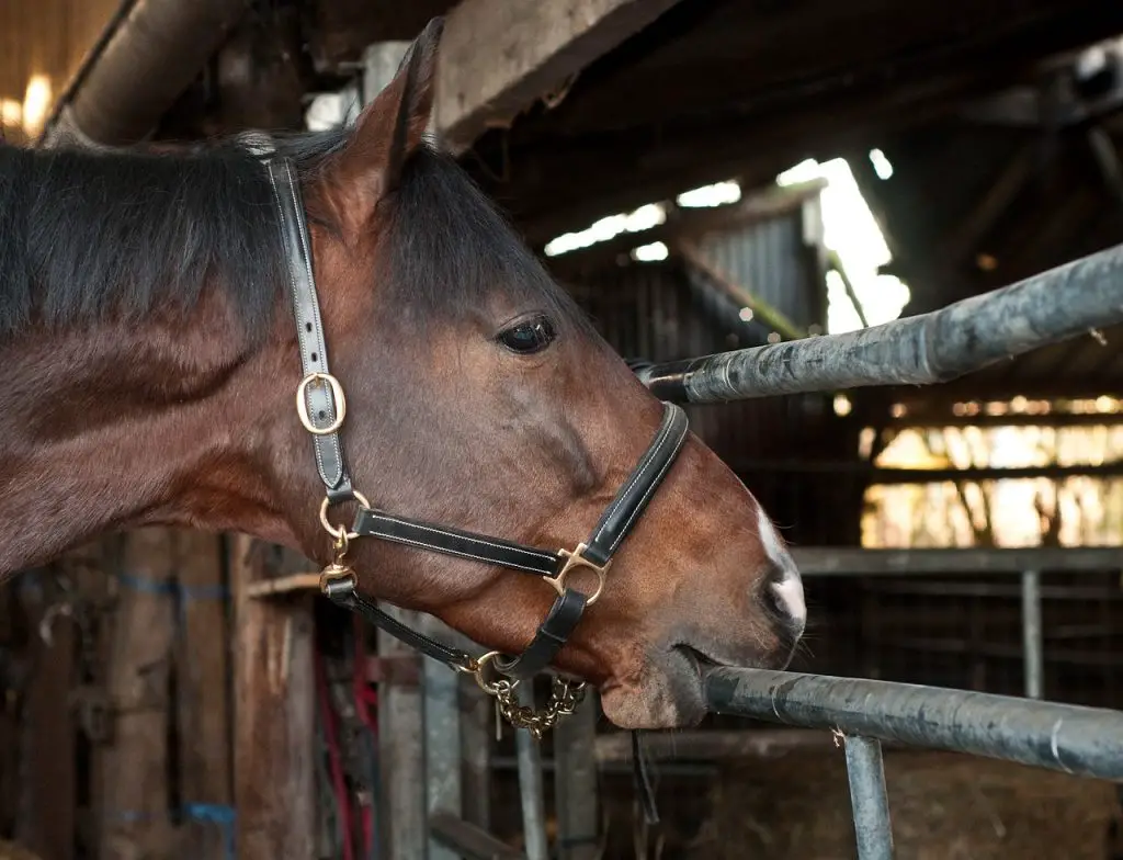 horse eating your barn