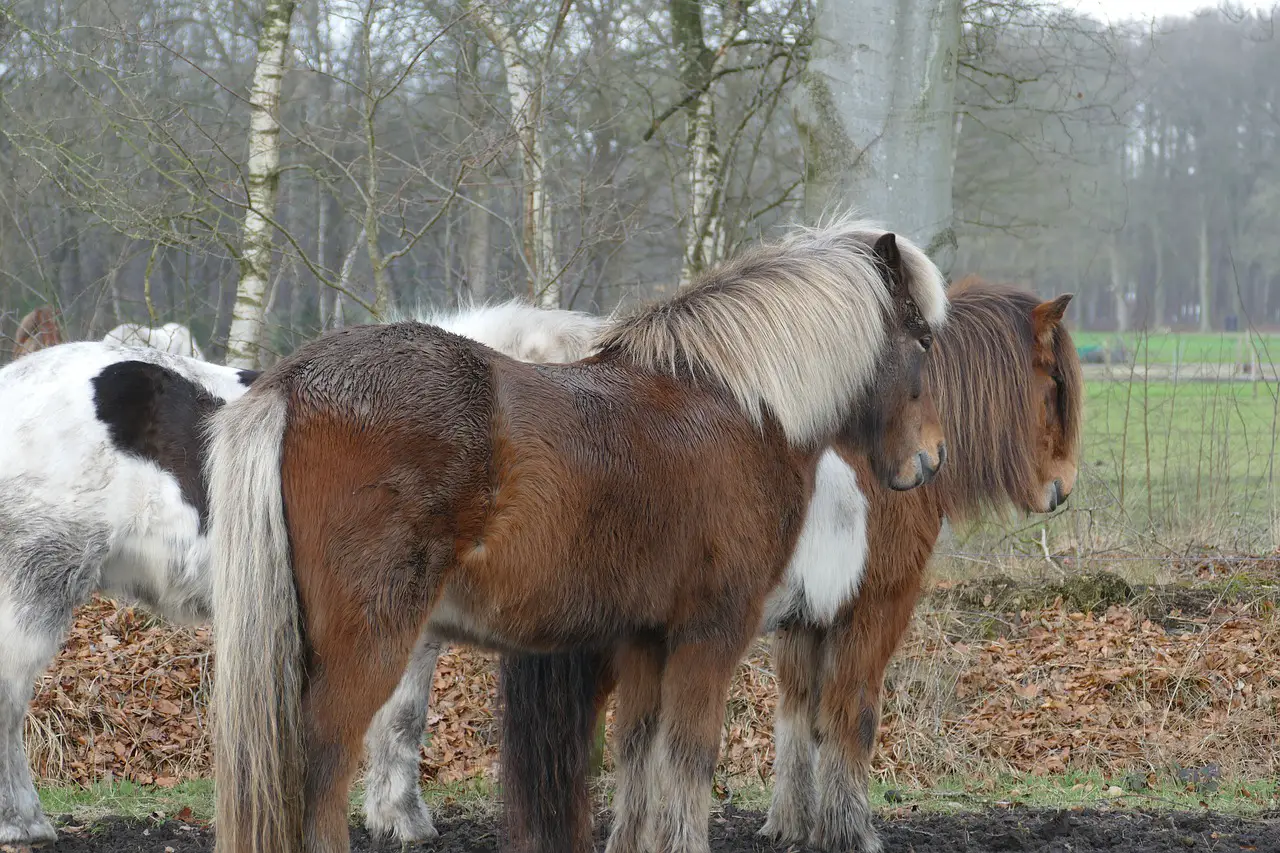 The Long & Short of Equine Coats