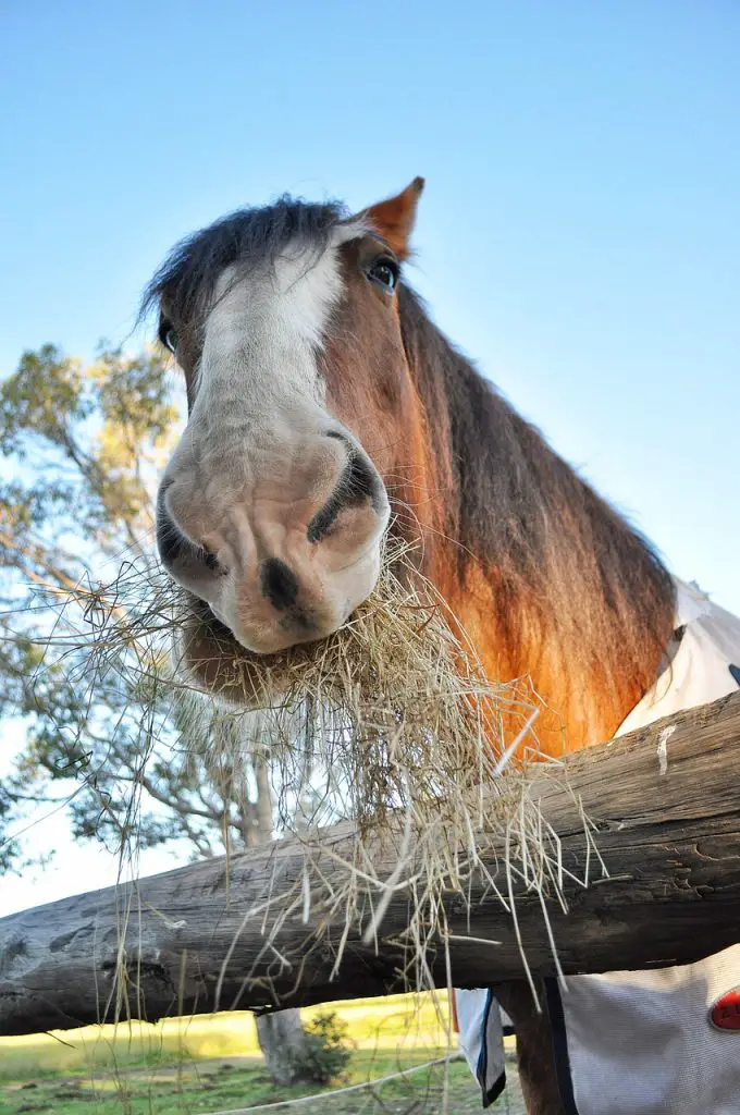 Horse Manure Consistency