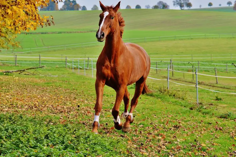 What Does It Mean When A Horse Is Gaited