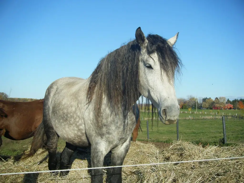 Are Some Horses Hypoallergenic