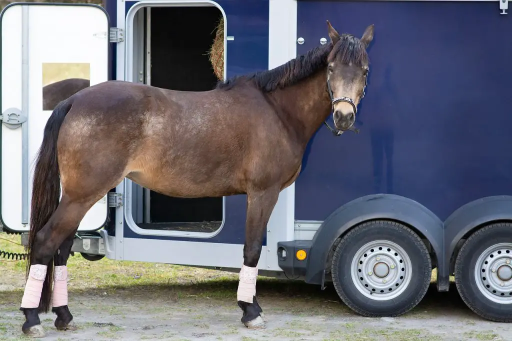Horse Trailering Tips