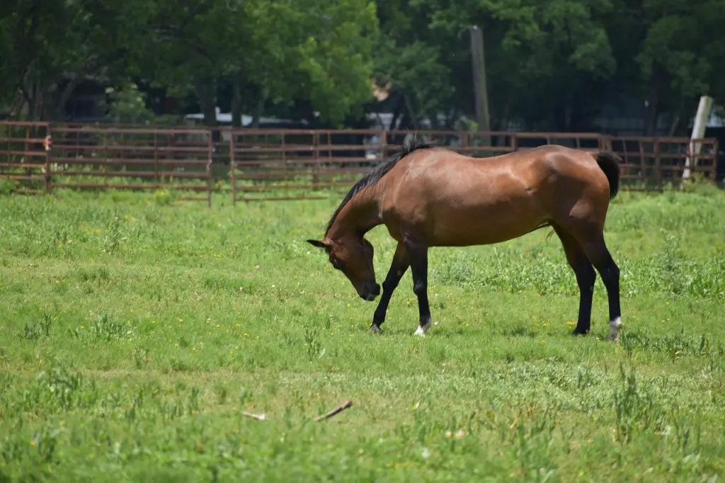 Shiny Equine Coat