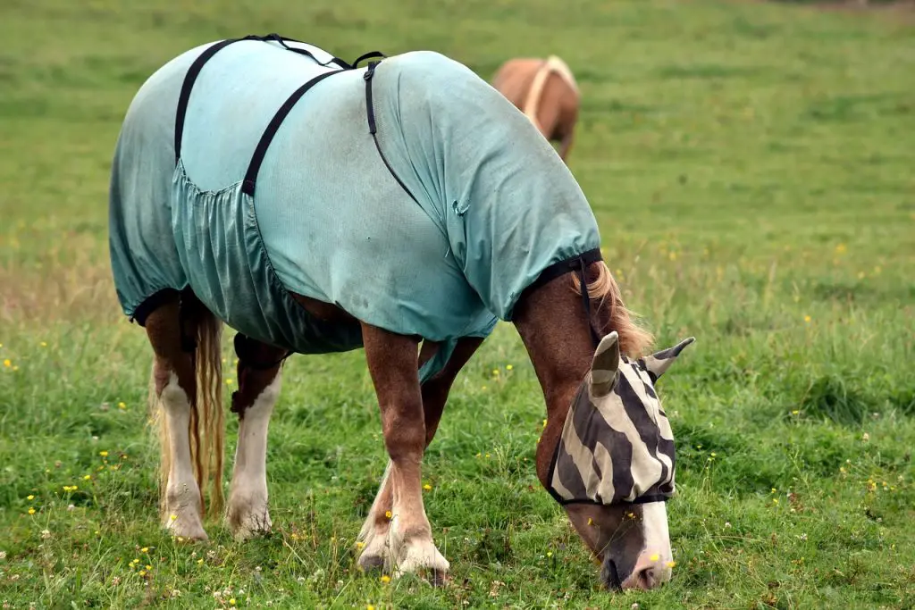 Horse Blanketing