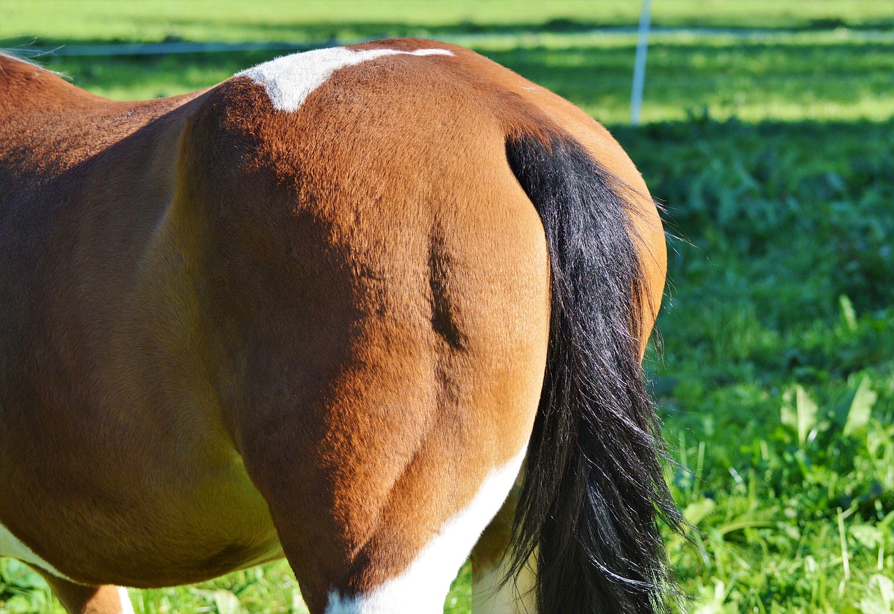 Tail Hair Growth in Horses