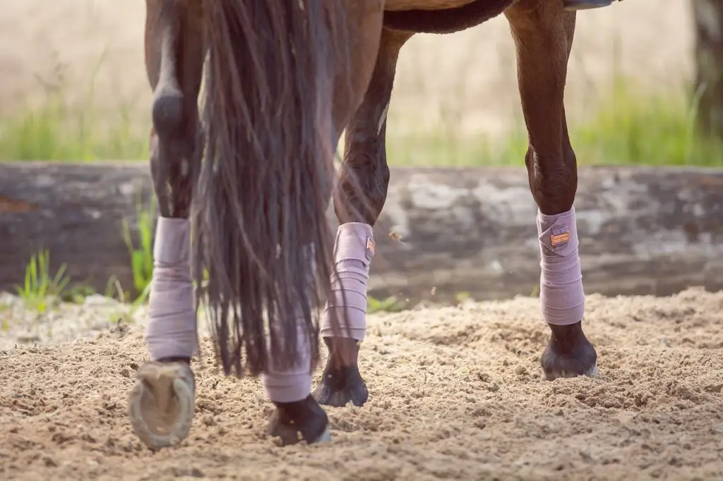 Arthritis And Degenerative Joint Disease on Horses