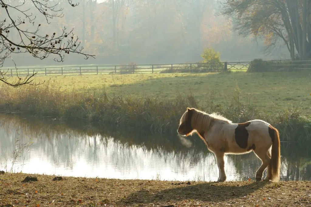 Eight Tips for Healthy Horse Lungs