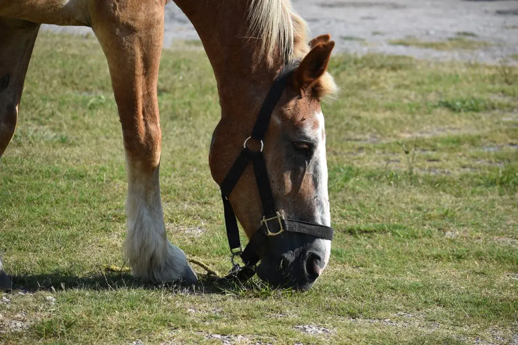 Why Do Horses Eat Feces?