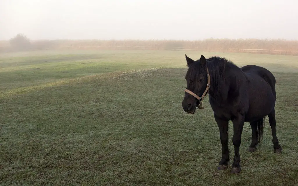 Feeding a Pregnant Mare