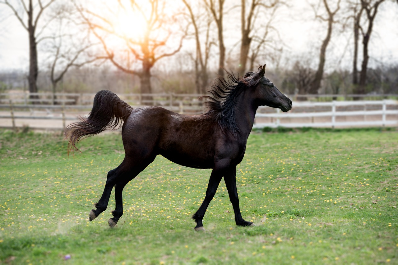 What is Seal Brown Horse