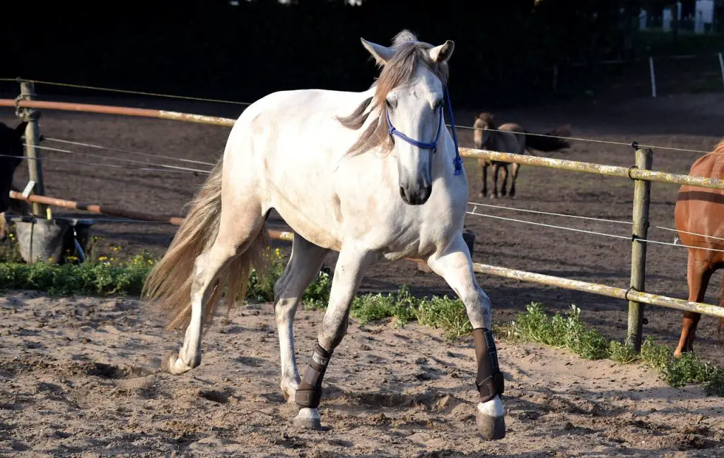 How the Scales of Training Can Improve Your Horse’s Performance