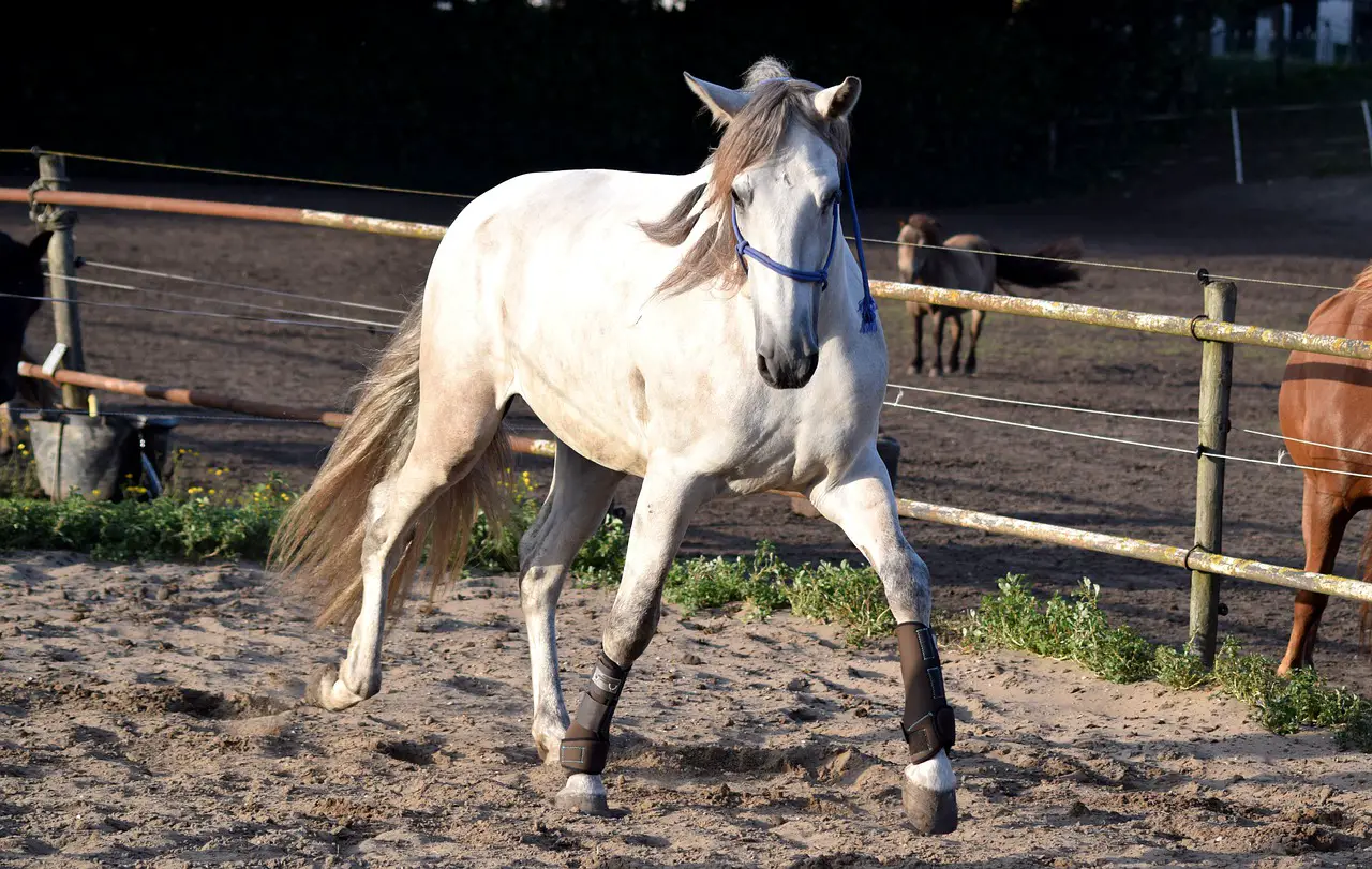 How the Scales of Training Can Improve Your Horse’s Performance