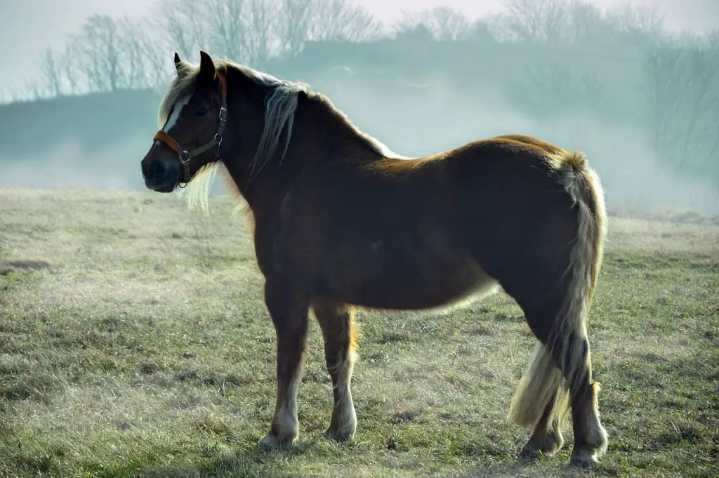 Grasping Insulin Resistance in Horses