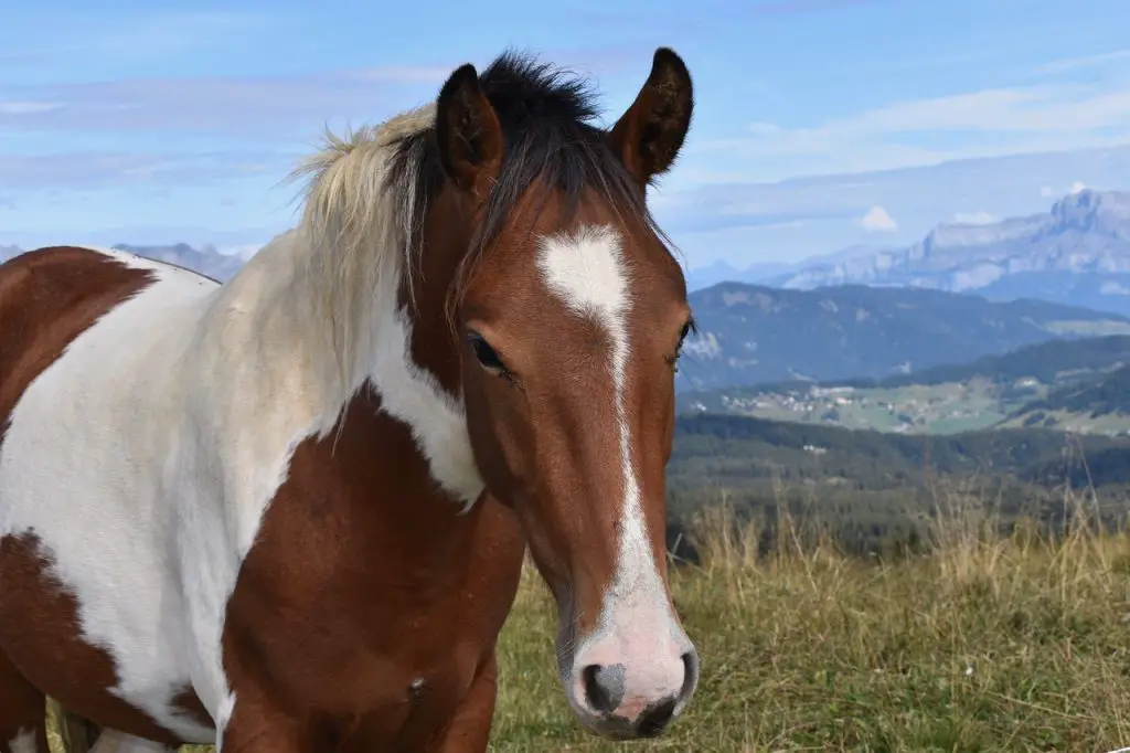 Equine Color Genetics 