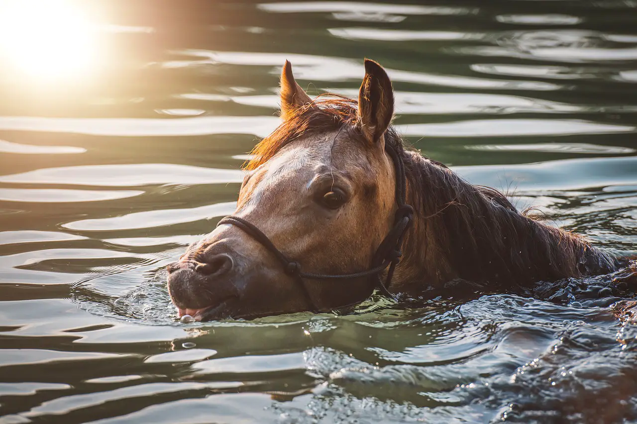 Do Horses Like To Swim?