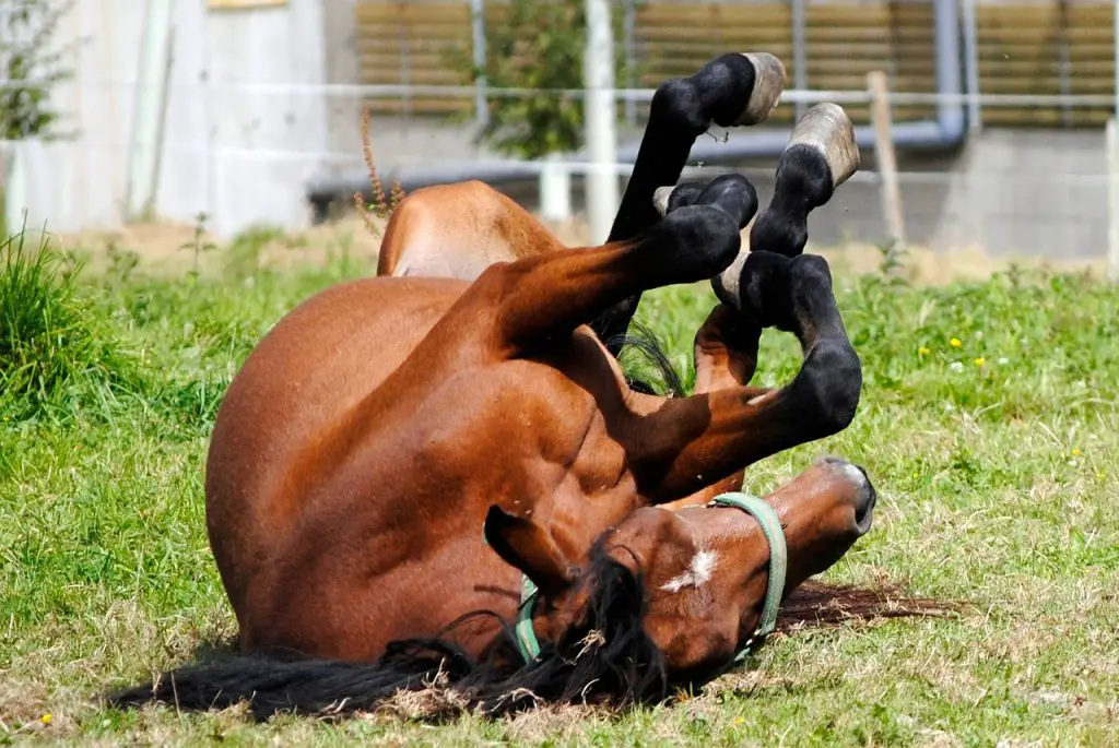 New Ways To Aid Healing Of Horse Stifle Injuries