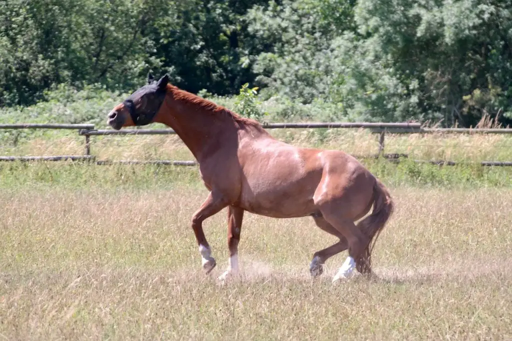 what-does-it-mean-when-a-horse-s-hock-is-fused-just-for-my-horse