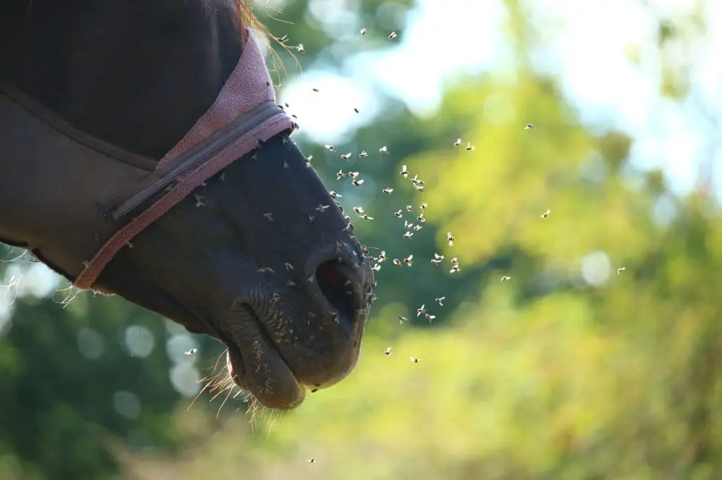 Why Using Fly Traps Incorrectly Could Turn Your Fly Problem Into a Fly Nightmare