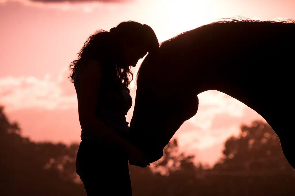 The Horse Human Relationship