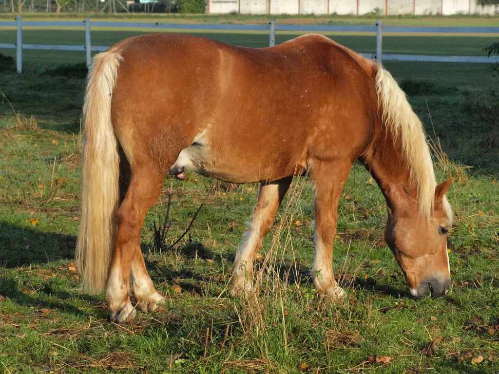 Horse Colic Surgery