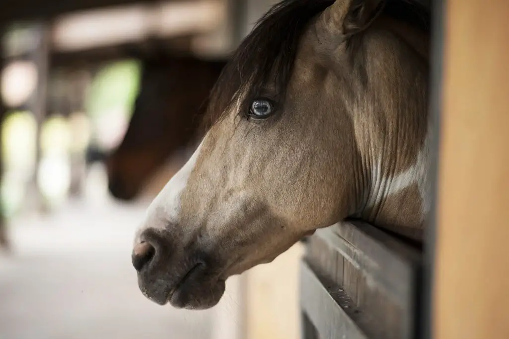 Planning Your Horse's Retirement