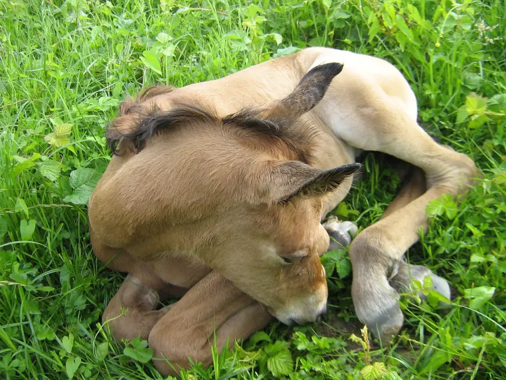 Newborn Foals